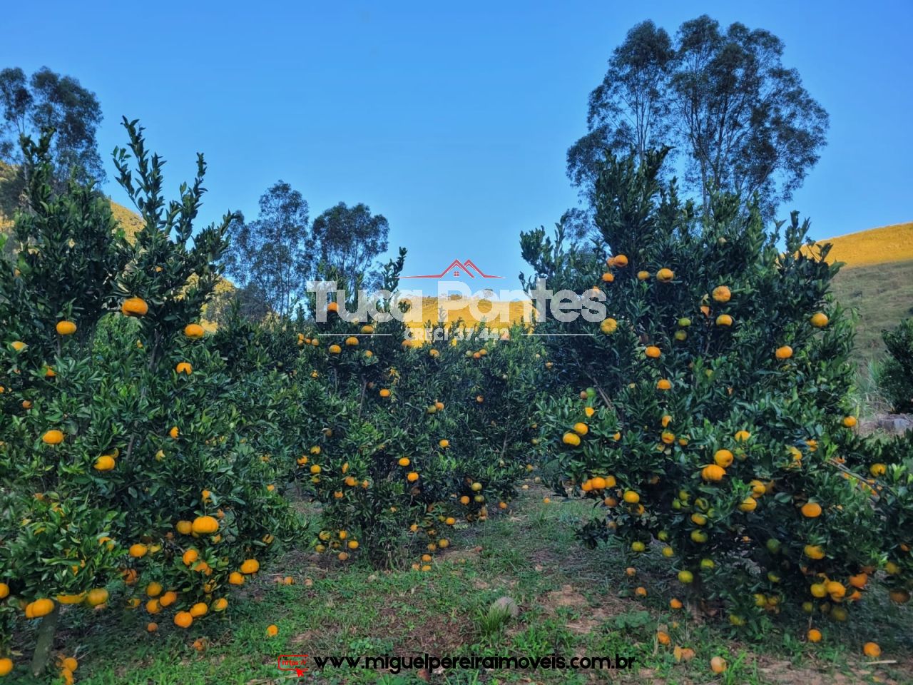 Sítio de 17 Alqueires Mineiros! - Qualidade de vida e contato direto com a natureza | Código:S13